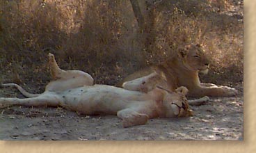 Lions at rest